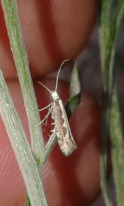 Plutella xylostella (Plutellidae)? S